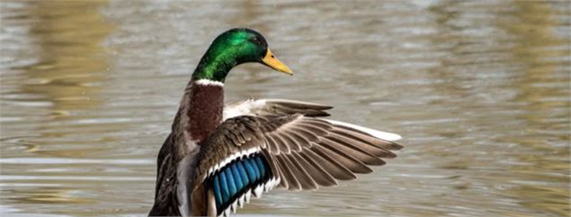 Mystère chez les canards - Marais de Lavours_Ceyzérieu - Maison du Marais