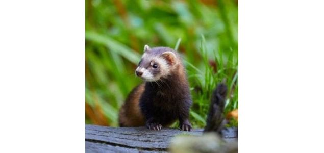 Un bandit dans le marais_Ceyzérieu - Maison du Marais