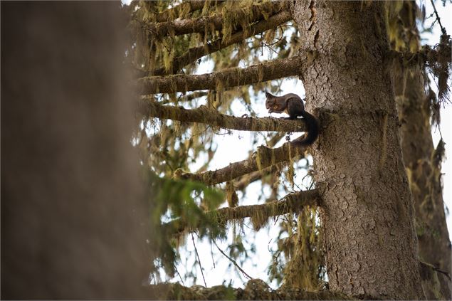 Blind test avec les cris des animaux_Méribel