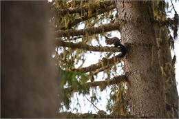 Blind test avec les cris des animaux_Méribel