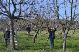 Stage de taille des arbres fruitiers - PAYSALP