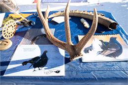 Animation nature - Sommet du télésiège de l'Aiguille du fruit_Courchevel