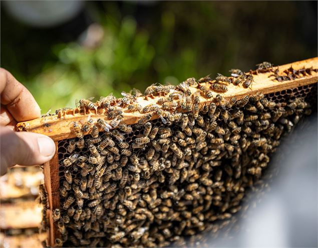 cadre recouvert d'abeille - Tilby Vattard OTSLA