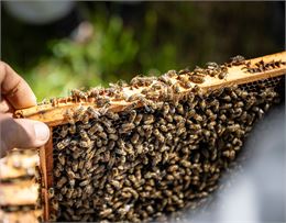 cadre recouvert d'abeille - Tilby Vattard OTSLA