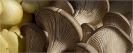 Champignons - Pleurotes - Médiathèque le Châtelard