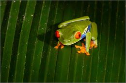 Costa Rica - Pierre Vellay