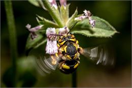Conférence : abeilles sauvages, abeilles domestiques, nos mystérieuses alliées_Doussard - Pixabay