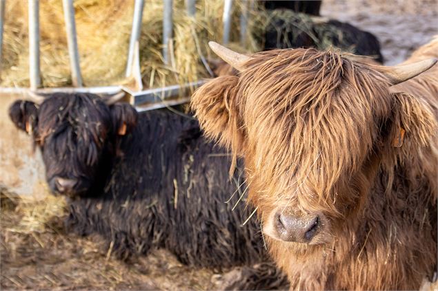 vaches de higlands - Marilou Perino