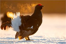 Tétras lyre mâle en parade - Matti Suopajarvi CC BY-NC-SA 2.0