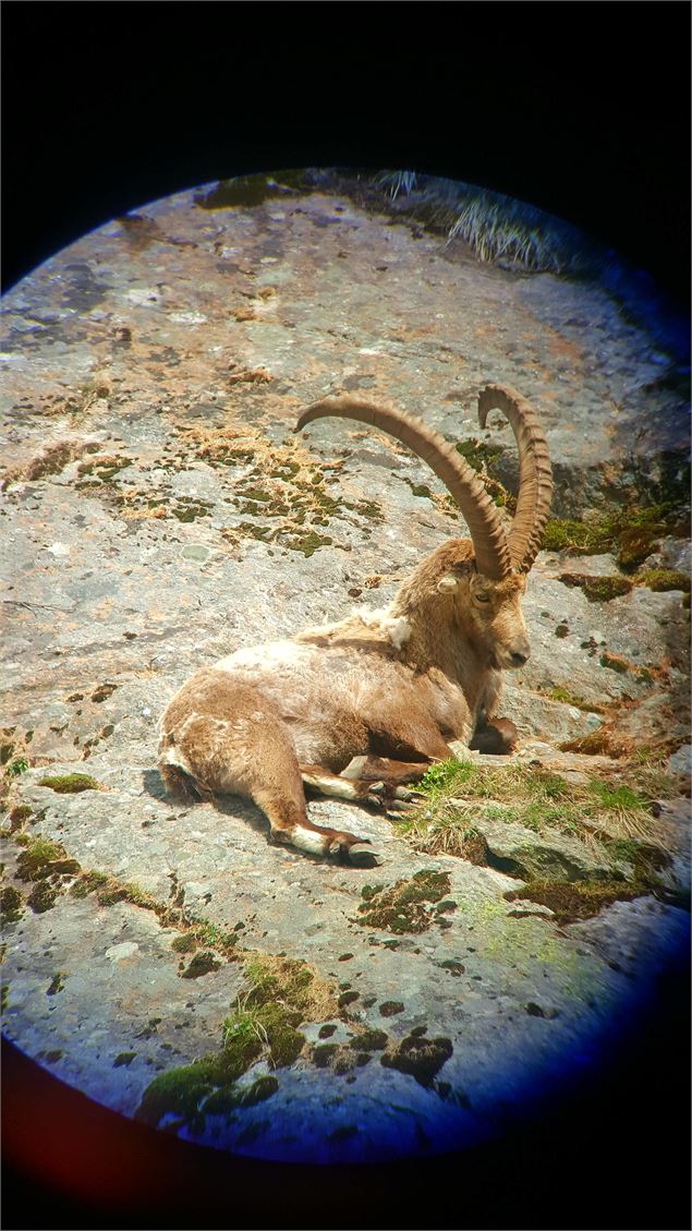 Bouquetin mâle - Mylène Perrin - CCPMB