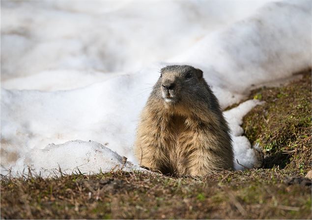 Marmotte à l'entrée de son terrier - Adobe stock