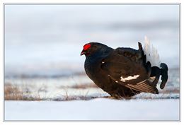 Le tétras se construit un igloo pour s'abriter du froid de l'hiver. - CCPMB