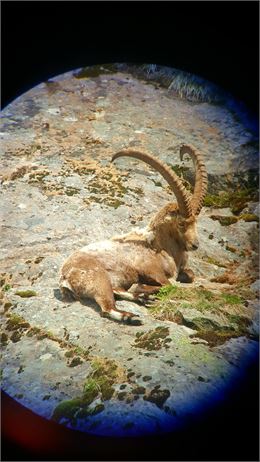 Bouquetin mâle - Mylène Perrin - CCPMB
