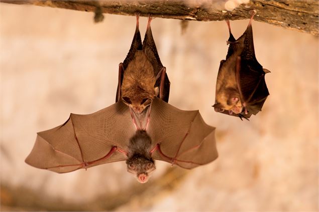 chauve souris - ©Tanguy Stoeckle