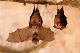 chauve souris - ©Tanguy Stoeckle