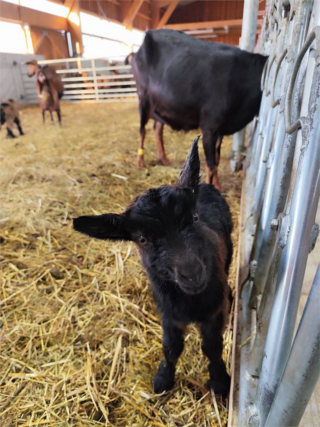 Atelier biberonage - Chevrerie de Lu'ce