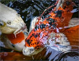 carpes koi - Pixabay Alexas_Fotos