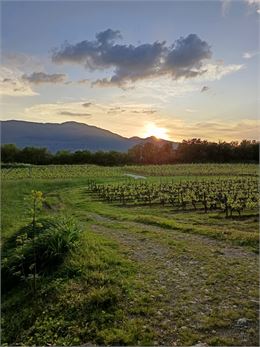 Coucher de solei sur le vignoble de Brison - J.GAUTHIER