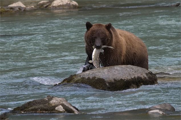 Ours - Des bulles et des cimes/Jean-Luc Rebillet
