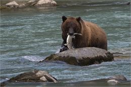 Ours - Des bulles et des cimes/Jean-Luc Rebillet