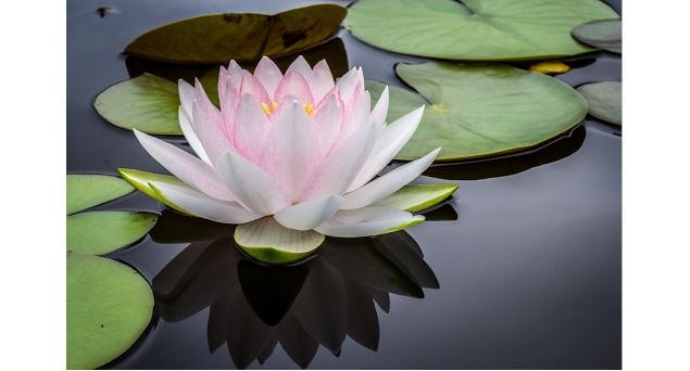photo - Google