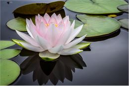 photo - Google