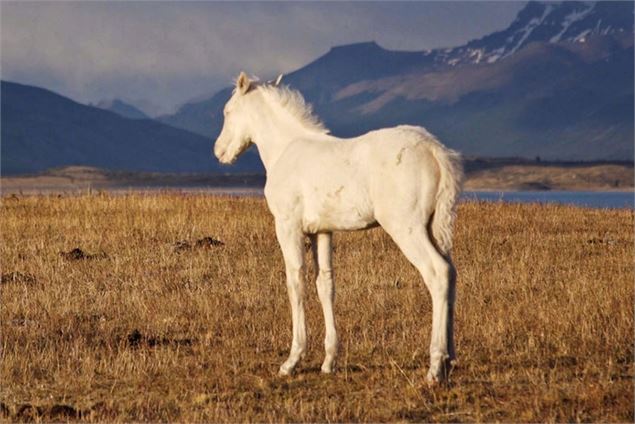 Cheval dans la pampa - connaissance du monde