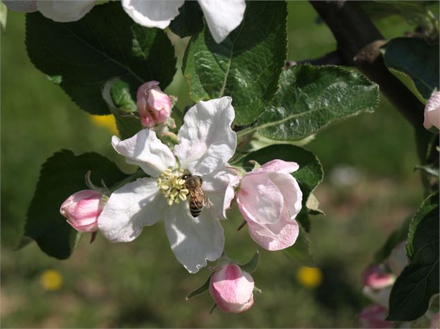 arbre en floraison - Verger Tiocan