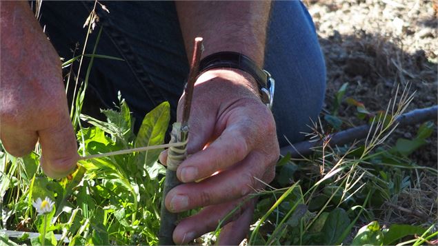 greffe de plante - Verger Tiocan