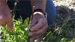 greffe de plante - Verger Tiocan