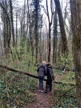 Observation dans les bois - FNE Savoie