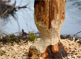 Marque de passage du castor - Pixabay