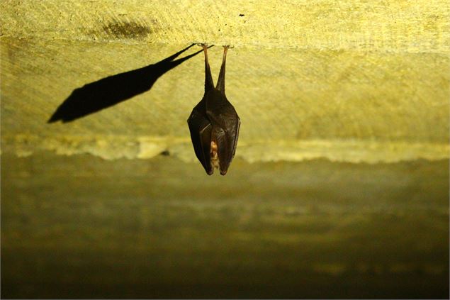 Chauve-souris la tête en bas - Atelier des Ecobrifiques et Colocaterre