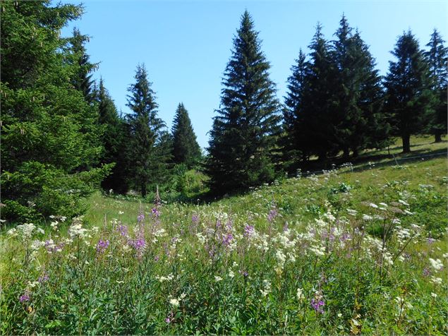 Zone humide en montagne - Cyril Bouvet - NaturAlp