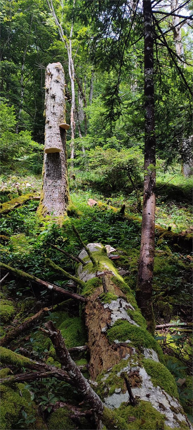Arbre mort cassé - Paul Gasnier