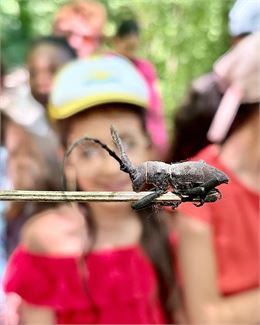Rencontre avec un insecte - Belledonne en marche