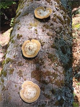 Tronc colonisé par les champignons - Hervé Cochini