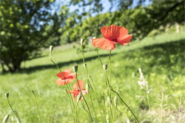 Chasse aux œufs de Pâques_Chambéry - Didier Gourbin Musée des Beaux-Arts