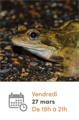Sauvetage des amphibiens avec la LPO_Sainte-Croix