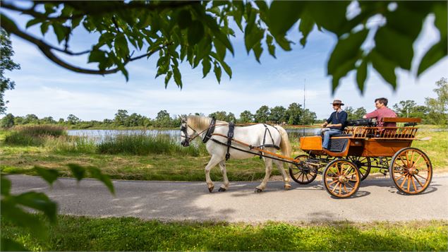 Les étangs de la Dombes, le temps d'une visite en calèche_Sandrans - Jolies Lueurs