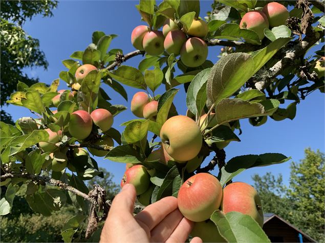 Atelier nature « Senteurs et  créations fruitées » - Magali Natur'Harmonie
