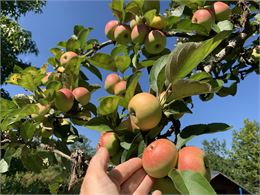 Atelier nature « Senteurs et  créations fruitées » - Magali Natur'Harmonie