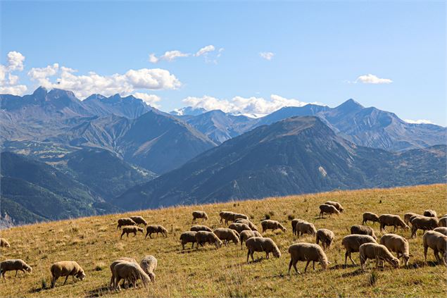 Moutons au Grand Chatelard - OTICoeurdemaurienne