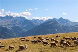 Moutons au Grand Chatelard - OTICoeurdemaurienne