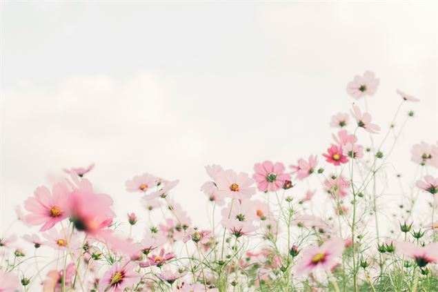Fleurs au printemps - tomoko-uji-kxvn1ogpTtE-unsplash