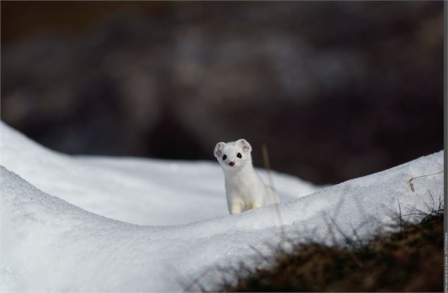 Conte et atelier PNV 