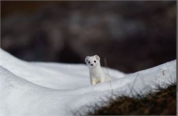 Conte et atelier PNV "Le secret de l'hermine"_Pralognan-la-Vanoise - @PNV - GOTTI Christophe