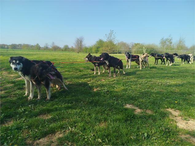 Journée chez un musher - Victor Morin
