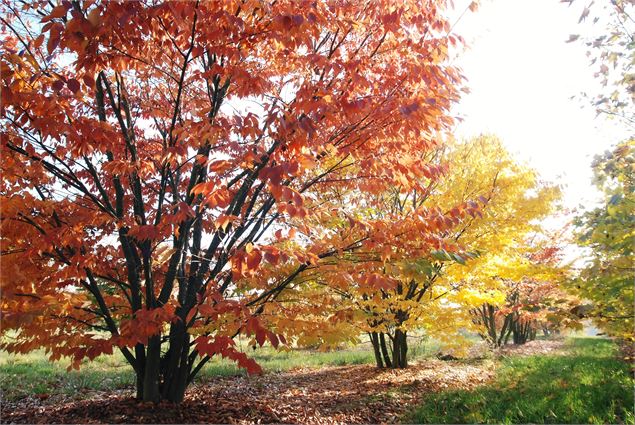 Visite des Pépinières Soupe_Châtillon-sur-Chalaronne - Pépinières Soupe