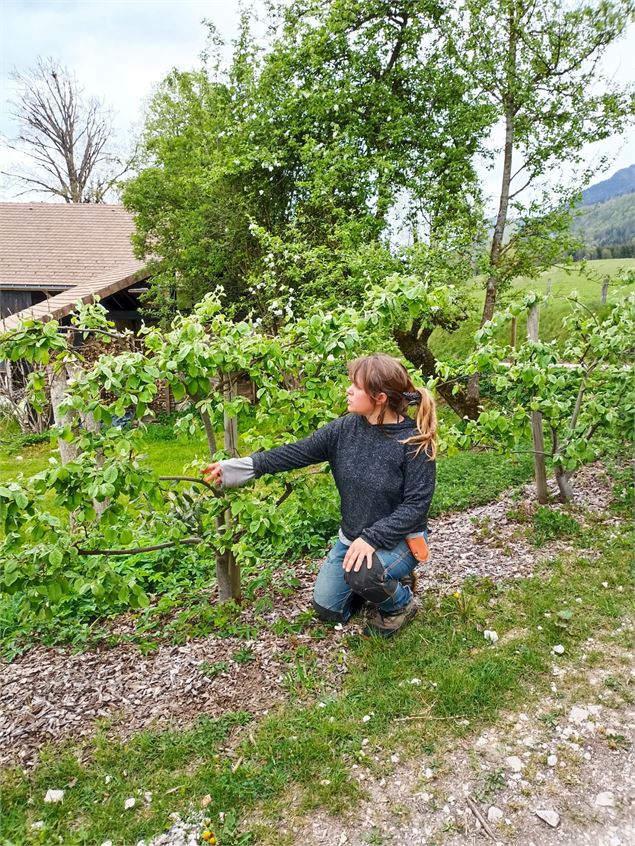 Atelier greffe des arbres fruitiers_Saint-Pierre-de-Genebroz - L'arbre perché